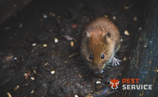 Дератизация в Новоуральске